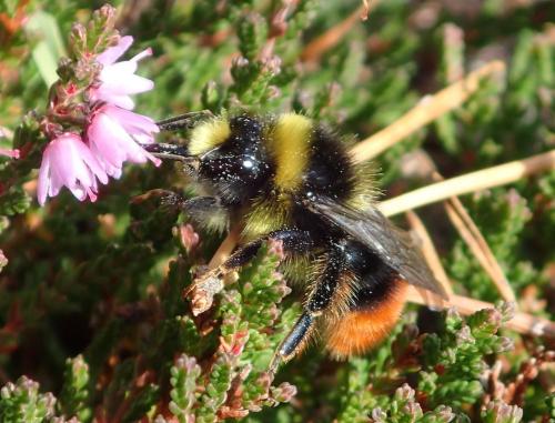 Bombus lapidarius